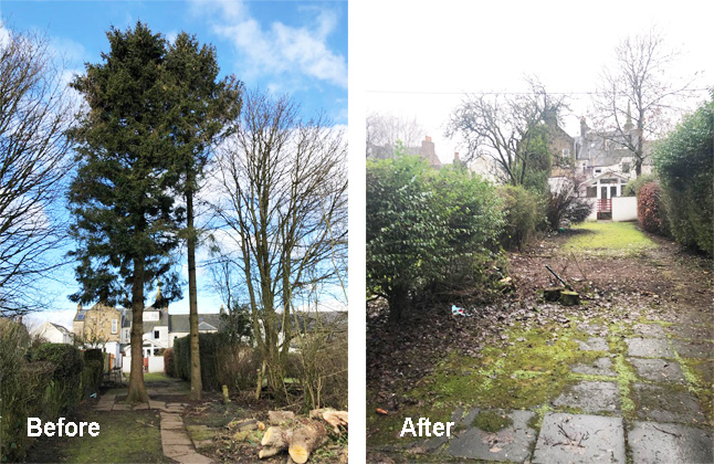 Tree Removal Newton Mearns